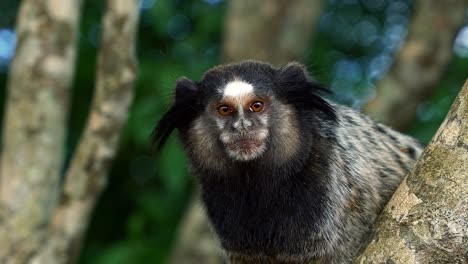 Slow-motion-close-up-shot-of-an-adorable-adult-marmoset-looking-around-curiously-in-the-beautiful-Chapada-Diamantina-National-Park-in-Bahia,-northeastern-Brazil