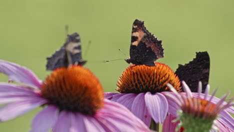 Static-view-of-a-colony-of-black-streaked-butterflies-on-violet-flowers:one-of-them-in-flight