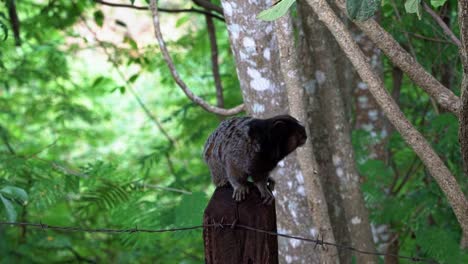Slow-motion-shot-of-an-adorable-marmoset-standing-on-a-wooden-pole-looking-around-until-it-jumps-off-the-pole-in-the-beautiful-Chapada-Diamantina-National-Park-in-Bahia-northeastern-Brazil