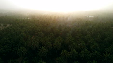 Blick-Auf-Die-Palmenoase-Mit-Sonnenaufgang
