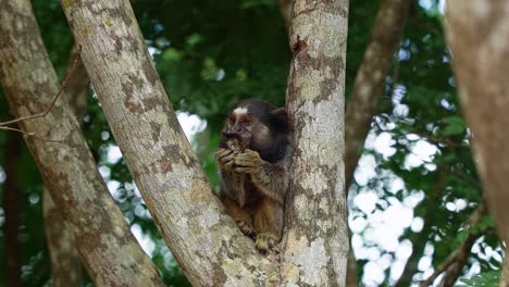 Slow-motion-shot-of-an-adorable-marmoset-eating-a-fruit-on-a-tree-and-looking-around-curiously-in-the-beautiful-Chapada-Diamantina-National-Park-in-Bahia,-northeastern-Brazil