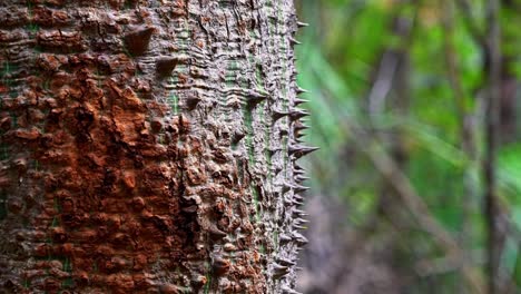 Slow-Motion-craning-down-shot-of-spikey-thorns-on-the-bark-of-a-tropical-exotic-tree-in-the-jungle-outside-the-Lapa-Doce-cave-in-the-Chapada-Diamantina-National-Park-in-Bahia,-northeastern-Brazil