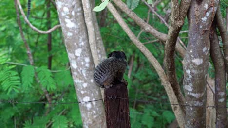 Slow-motion-shot-of-an-adorable-marmoset-standing-on-a-wooden-pole-looking-curiously-getting-ready-to-jump-in-the-beautiful-Chapada-Diamantina-National-Park-in-Bahia,-northeastern-Brazil