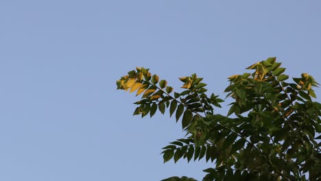 Leaves-in-the-wind-against-the-blue-sky