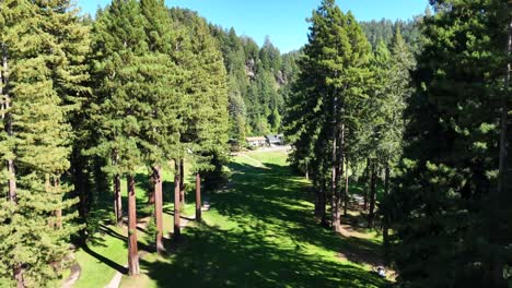 Redwood-Golfclub,-Riesige-Redwood-Bäume