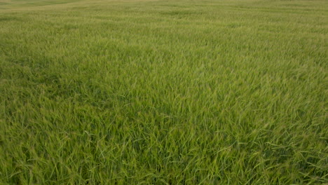 Reverse-flying-over-large-crop-of-green-wheat-grass-blowing-in-a-strong-wind
