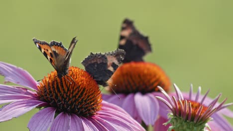 Super-Nahaufnahme-Von-Schwarzen-Schmetterlingen,-Die-In-Einem-Orangefarbenen-Eierstock-Fressen