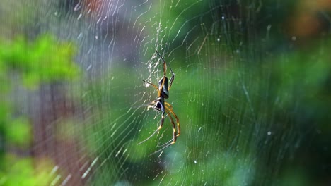 Slow-motion-close-up-profile-shot-of-a-black-female-orb-weaver-spider-resting-on-a-spider-web-in-a-jungle-at-the-Lapa-Doce-cave-in-the-Chapada-Diamantina-National-Park-in-Bahia,-northeastern-Brazil