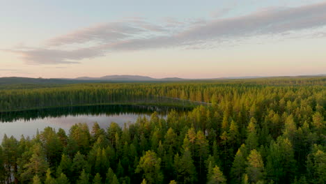 Drone-shot-of-spruce-forest-in-Sweden-at-sunset