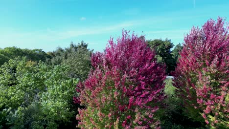 Drone-dolly-left-showing-pink-and-red-leaves