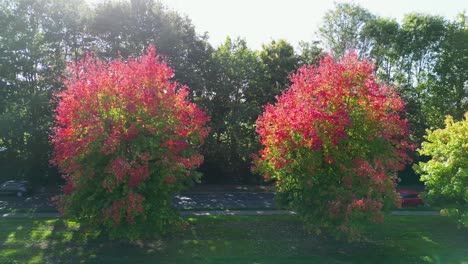 Trees-with-red-and-pink-leaves-and-a