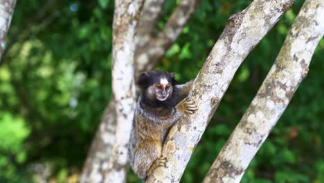 Handheld-4K-shot-of-a-single-cute-marmoset-clinging-to-a-tropical-tree-branch-looking-around-curiously-in-the-beautiful-Chapada-Diamantina-National-Park-in-Bahia,-northeastern-Brazil