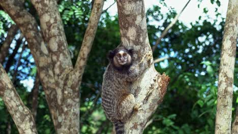 Slow-motion-shot-of-an-adorable-adult-marmoset-clinging-to-a-tropical-tree-branch-and-looking-around-curiously-in-the-beautiful-Chapada-Diamantina-National-Park-in-Bahia,-northeastern-Brazil