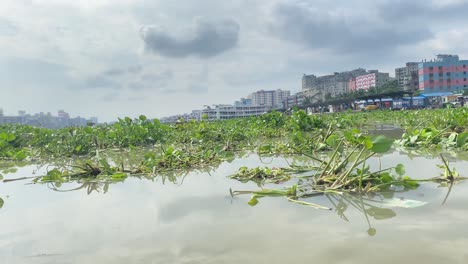 Pov-Going-Past-Floating-Water-Hyacinth-On-Buriganga-River