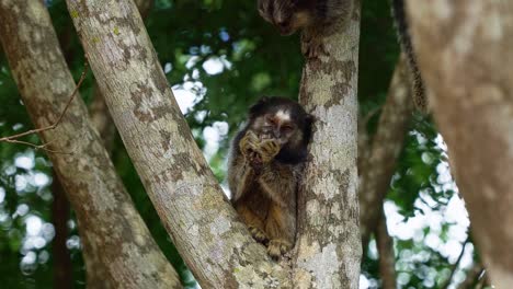 Slow-motion-shot-of-an-adorable-marmoset-eating-a-fruit-on-a-tree-with-a-second-marmoset-dropping-in-to-steal-it-in-the-beautiful-Chapada-Diamantina-National-Park-in-Bahia,-northeastern-Brazil