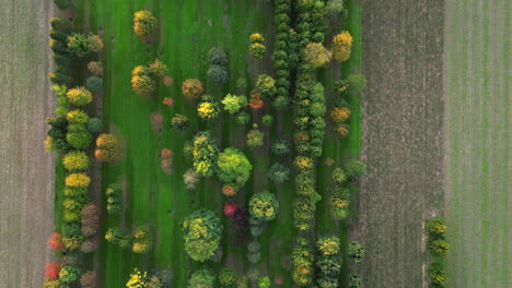 Aerial-view-of-a-little-grove-in-a