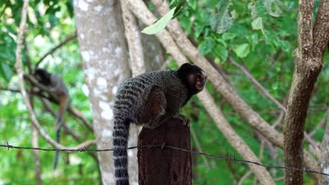 Slow-motion-shot-of-an-adorable-marmoset-standing-on-a-wooden-pole-looking-around-with-another-marmoset-in-the-background-in-the-beautiful-Chapada-Diamantina-National-Park-in-Bahia-northeastern-Brazil