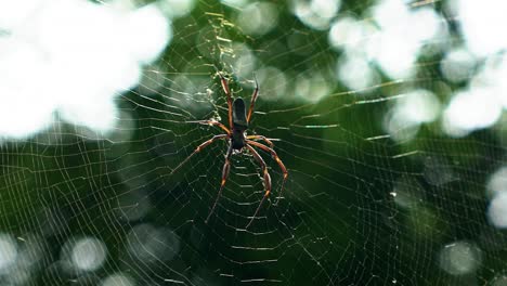 Slow-motion-handheld-close-up-shot-of-a-black-female-orb-weaver-spider-resting-on-a-spider-web-in-a-jungle-at-the-Lapa-Doce-cave-in-the-Chapada-Diamantina-National-Park-in-Bahia,-northeastern-Brazil