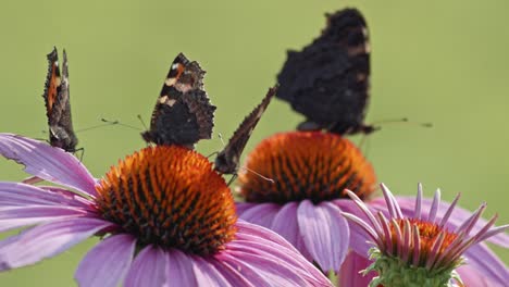 Statische-Ansicht-Einer-Kolonie-Schwarz-Gestreifter-Schmetterlinge-Auf-Blumen