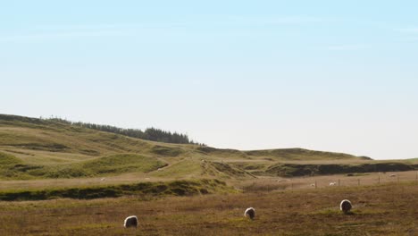 Drei-Schafe-In-Einem-Feld-Bei-Sonnenuntergang-In-Island