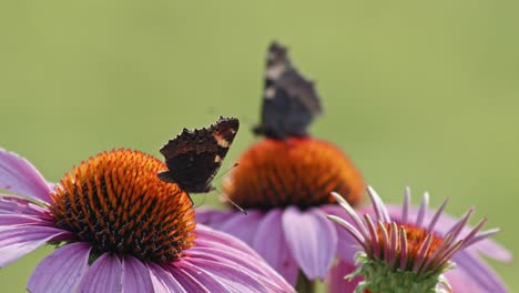 Una-Mariposa-Vista-Desde-Atrás-Sobre-Una-Flor-Naranja-Y-Morada-Chupando-Néctar