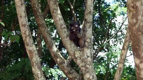 Slow-motion-shot-of-an-adorable-marmoset-eating-a-fruit-on-a-tree-and-defending-its-food-as-another-marmoset-jumps-by-in-the-beautiful-Chapada-Diamantina-National-Park-in-Bahia,-northeastern-Brazil