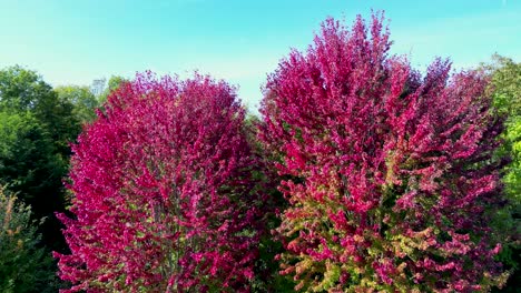 Red-and-pink-leaves-on-two-trees-drone