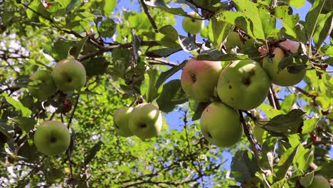 Close-up-of-pink-and-green-Antonovka-apples-hanging-in-a-leafy-tree-on-a-sunny-summer-day