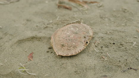 Eine-Krabbenschale,-Die-Im-Sand-Am-Strand-Liegt