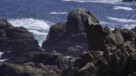 Seevögel,-Die-Im-Sommer-In-Concon,-Chile,-Mit-Brechenden-Wellen-über-Die-Felsige-Küste-Fliegen