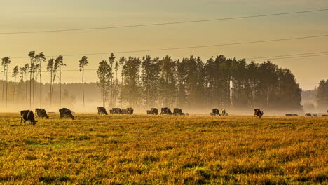 time-lapse-of-cows-grazing-in-meadow,-golden-hour-color-grading