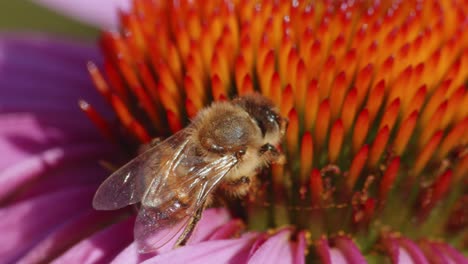 Nahaufnahme-Einer-Biene-Im-Orangefarbenen-Eierstock,-Die-Eine-Blume-Bestäubt