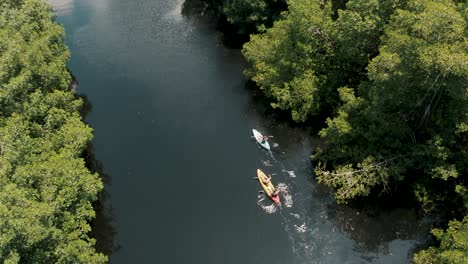 People-Paddle-Kayaks-On-River-In-Mangrove-Swamp-In-El-Paredon,-Guatemala---aerial-shot