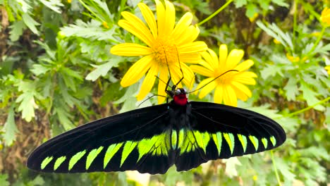 Black-and-green-beautiful-butterfly-sits-on-a-yellow-flower-in-Malaysian-jungle