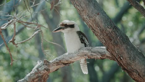 A-Kookaburra-Bird-is-sitting-on-a-branch-and-the-tail-is-mo