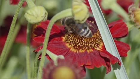 Bee-collecting-pollen-on-a-red-flower-in-a-garden:-Close-up