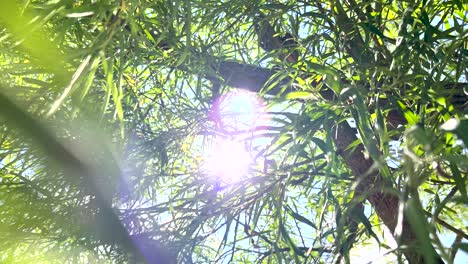 Schöne-Grüne-Blätter-Eines-Baumes-Mit-Durchdringendem-Sonnenlicht