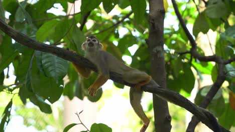 Common-squirrel-monkey,-laze-on-the-tree-branch-and-wondering-around-its-surrounding-foliage-environment,-slowly-climb-away-and-scratching-with-its-feet,-close-up-shot-at-daylight
