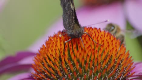 Nahaufnahme-Eines-Schmetterlings,-Der-Eine-Blume-Bestäubt,-Im-Hintergrund-Eine-Biene
