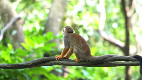 Common-squirrel-monkey-sitting-on-vine,-scratching-with-its-feet,-wondering-around-its-surrounding-environment-with-beautiful-dreamy-green-foliage-bokeh-background,-close-up-shot