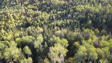 Aspen-and-pine-forest-in-the-Rocky-Mountains---orbiting-aerial-view
