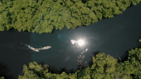 Top-Down-View-Of-Wooden-Boats-On-Mangrove-Swamp-In-El-Paredon,-Guatemala---drone-shot