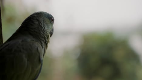 Portrait-Of-A-Green-feathered-Amazon-Parrot-Against-Blurry-Background