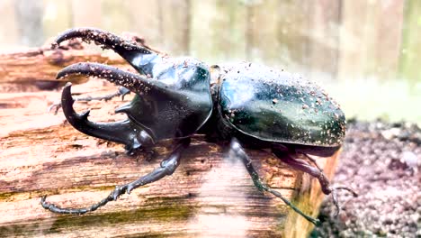 Malaysian-horn-beetle