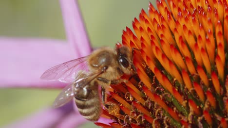 Close-up-view-of-a-bee-pollinating-a-flower