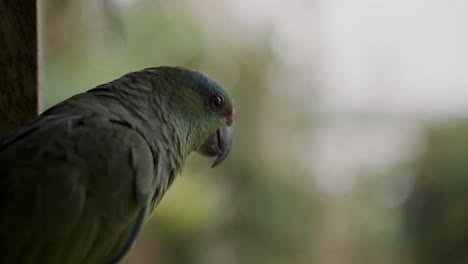 Closeup-Of-A-Festive-Amazon-Parrot-Looking-Around-In-The-Rainforest-Of-Ecuador