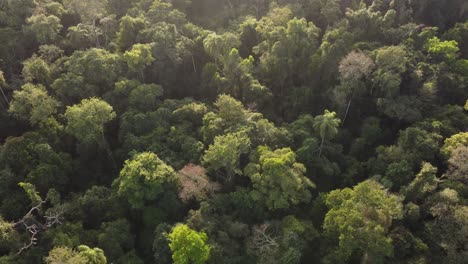 Peaceful-drone-shot-of-deep-Iguazu-Rainforest-jungle-during-golden-sunset