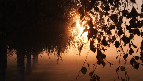 Magical-autumn-morning-in-Helsinki,-trees-silhouette-in-foggy-landscape