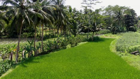 Tropical-rice-field-with-majestic-palm-trees-on-warm-vibrant-day,-dolly-forward