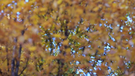Autumn-Poplar-Tree-branches-with-Colorful-yellow-foliage---pulling-focus